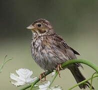 Corn Bunting