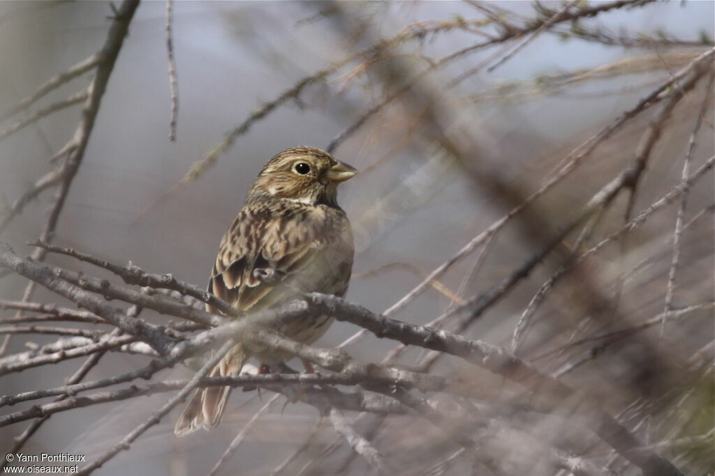 Corn Bunting