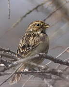 Corn Bunting