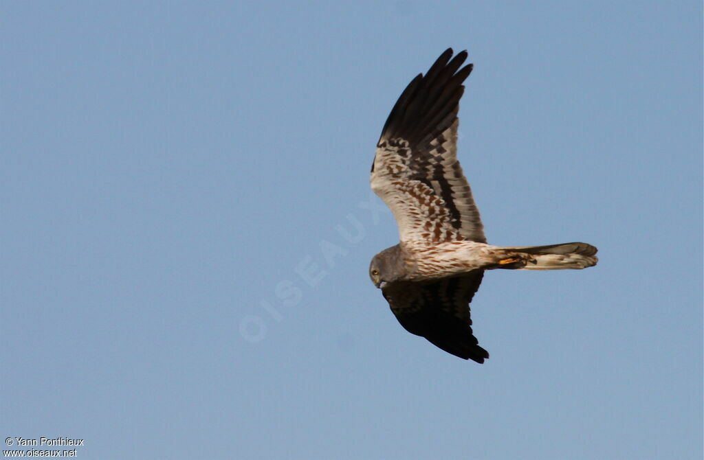 Montagu's Harrier male adult