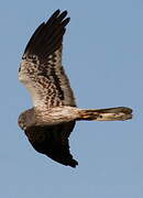 Montagu's Harrier