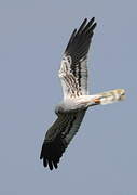 Montagu's Harrier