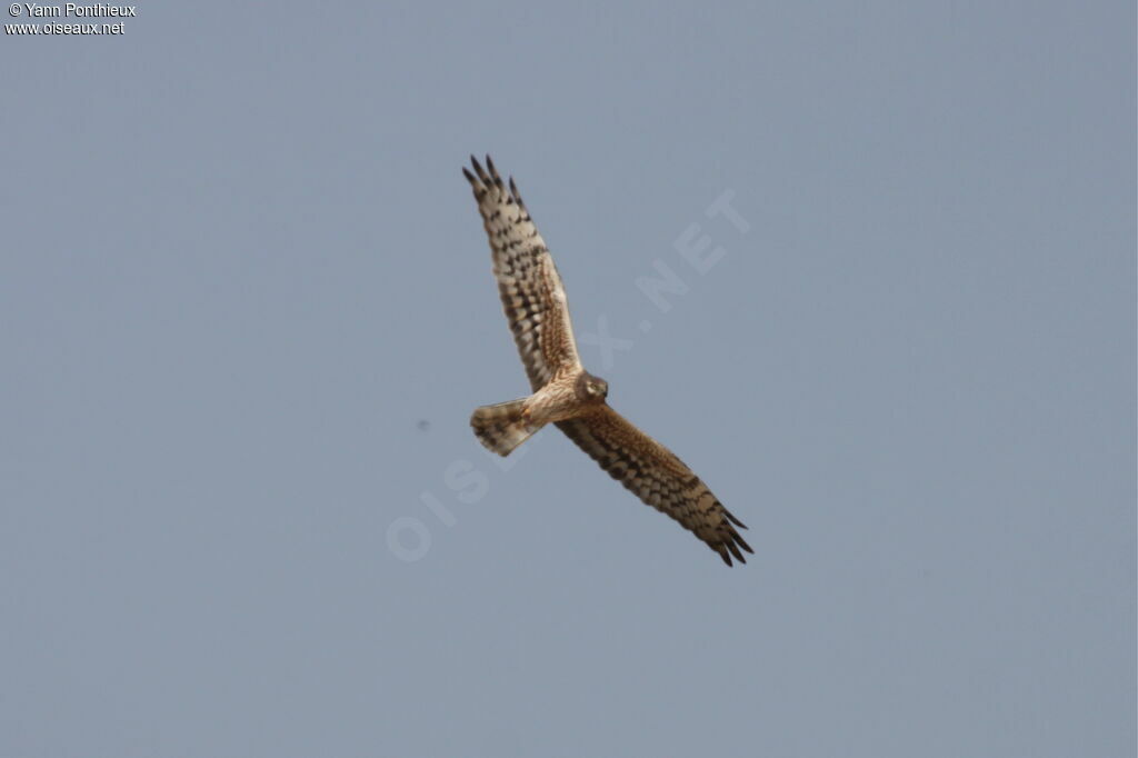 Montagu's Harrier female