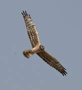 Montagu's Harrier