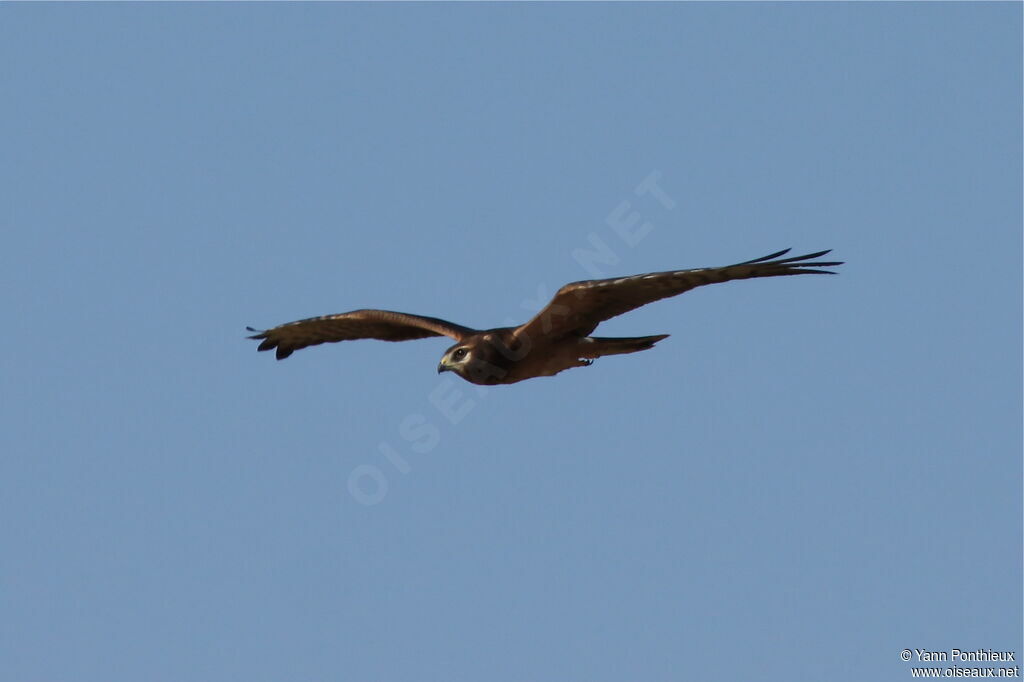 Montagu's Harrierimmature