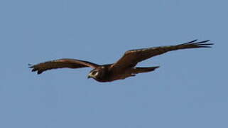 Montagu's Harrier