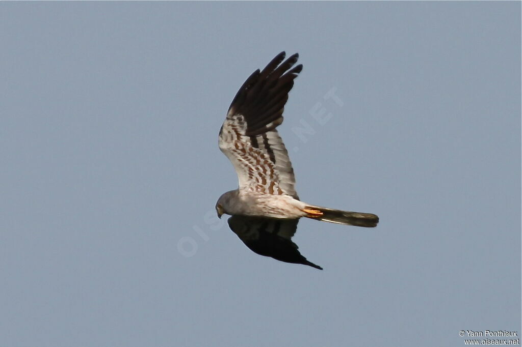 Montagu's Harrier male adult