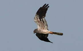 Montagu's Harrier