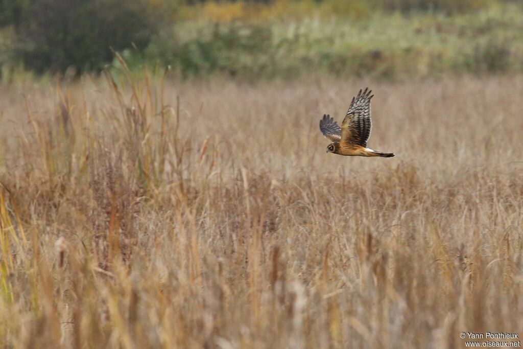 Northern Harrierimmature