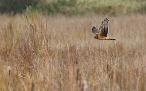 Northern Harrier