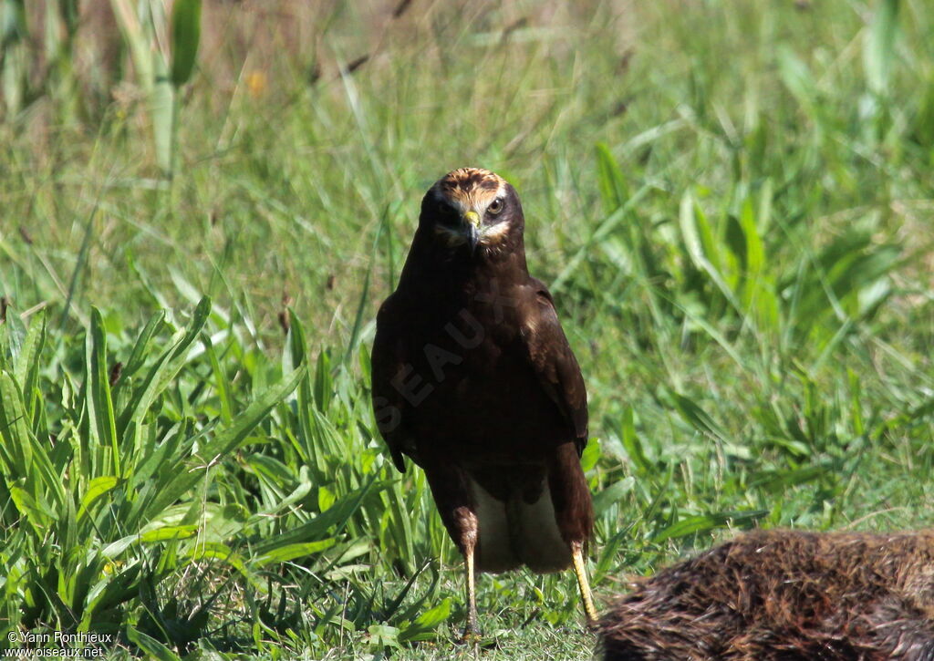 Western Marsh Harrier