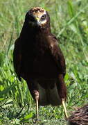 Western Marsh Harrier