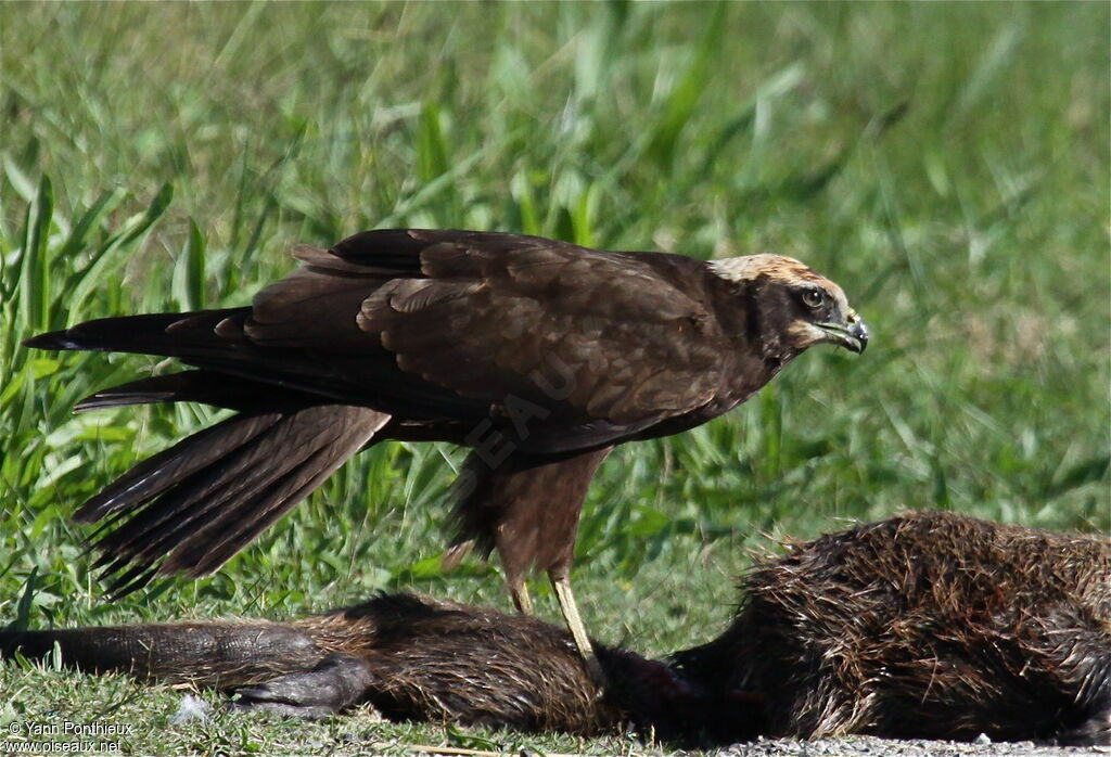 Western Marsh Harrier, feeding habits