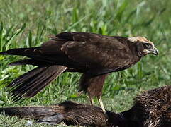 Western Marsh Harrier