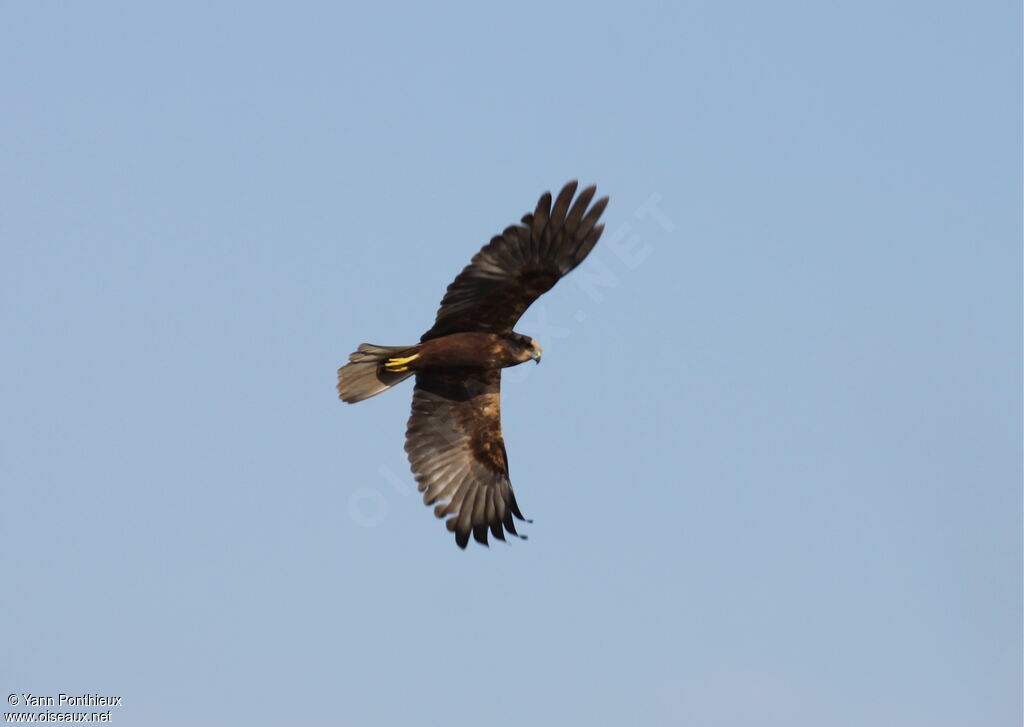 Western Marsh Harrier