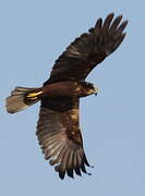 Western Marsh Harrier