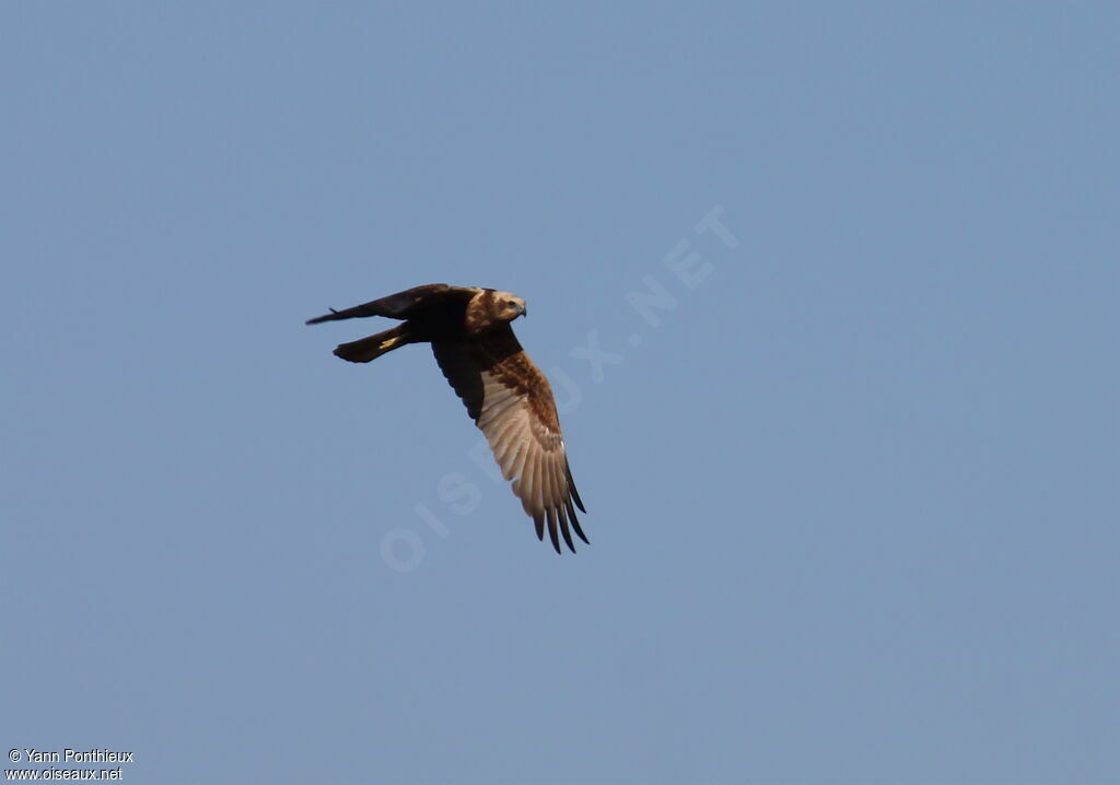 Western Marsh Harrier, Flight