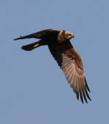 Western Marsh Harrier