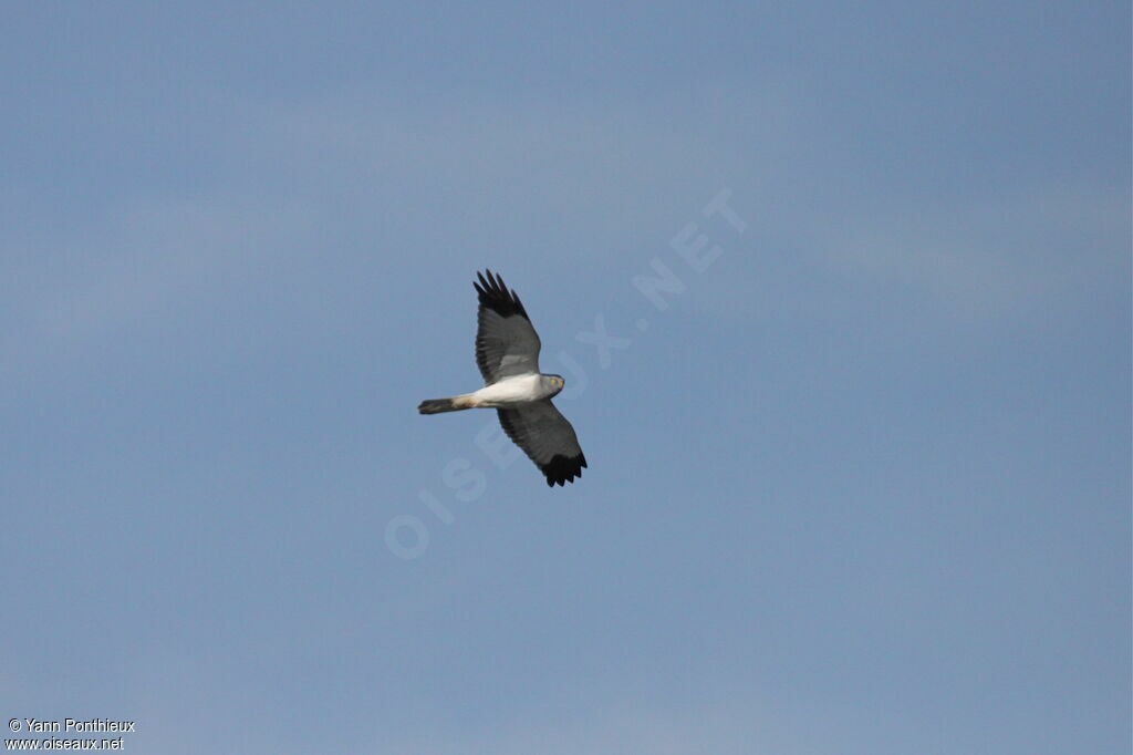 Hen Harrier male adult