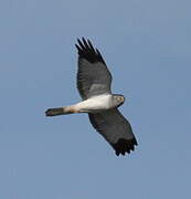 Hen Harrier