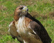 Red-tailed Hawk