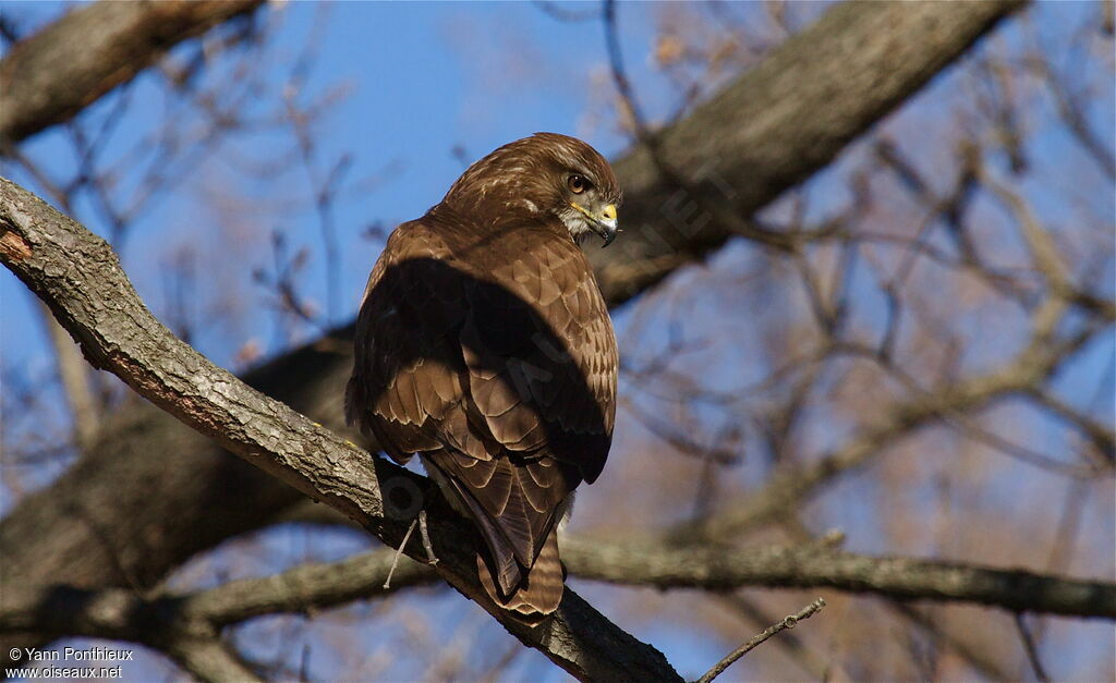 Common Buzzard