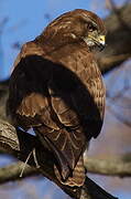 Common Buzzard