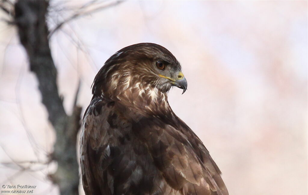 Common Buzzard