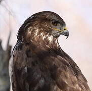 Common Buzzard