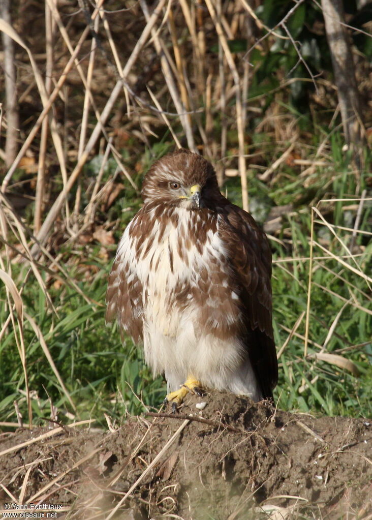 Buse variable