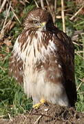 Common Buzzard