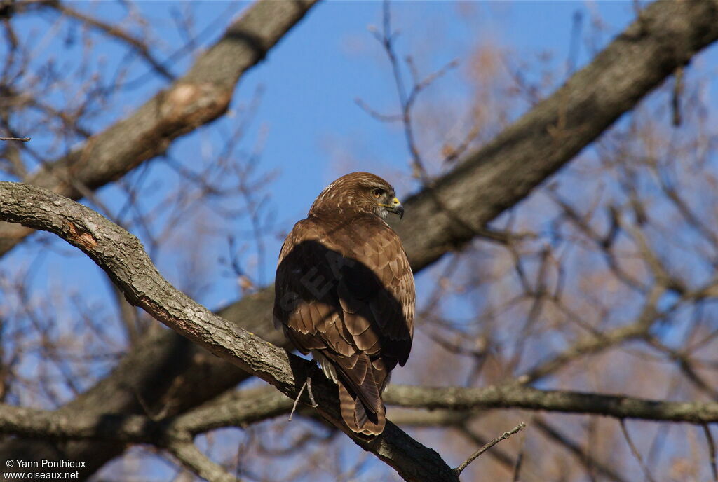 Common Buzzard