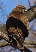 Common Buzzard