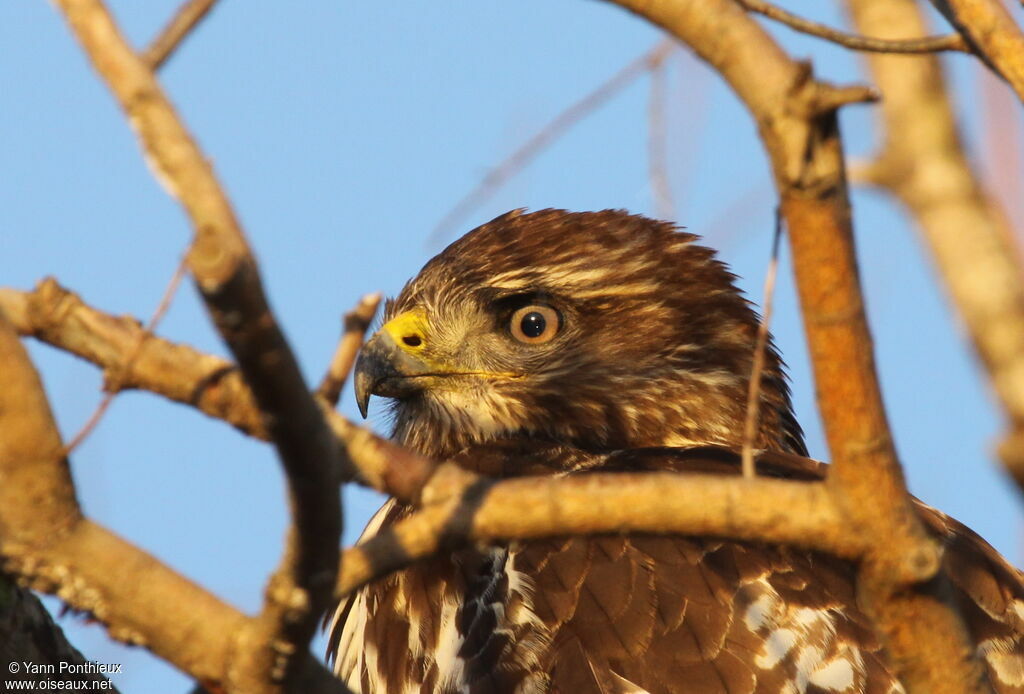 Buse variable