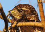 Buse variable