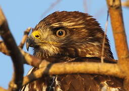 Common Buzzard