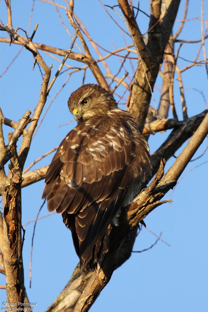 Buse variable