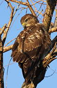 Common Buzzard