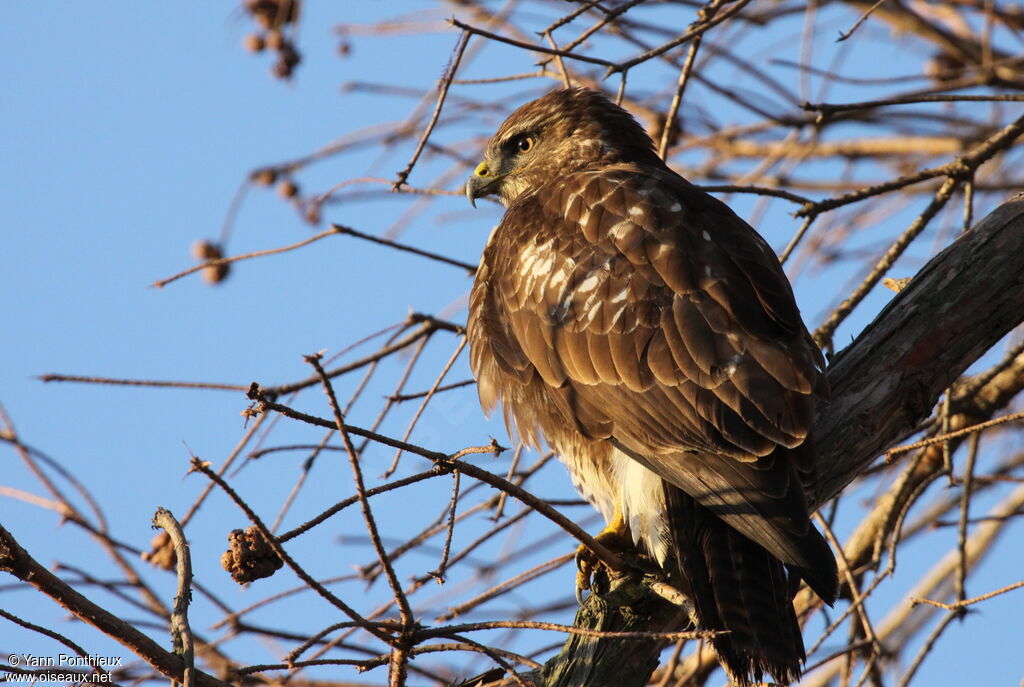 Buse variable