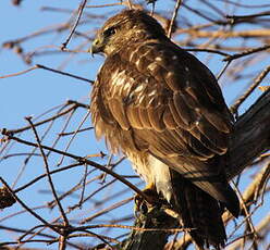 Buse variable