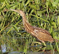 American Bittern