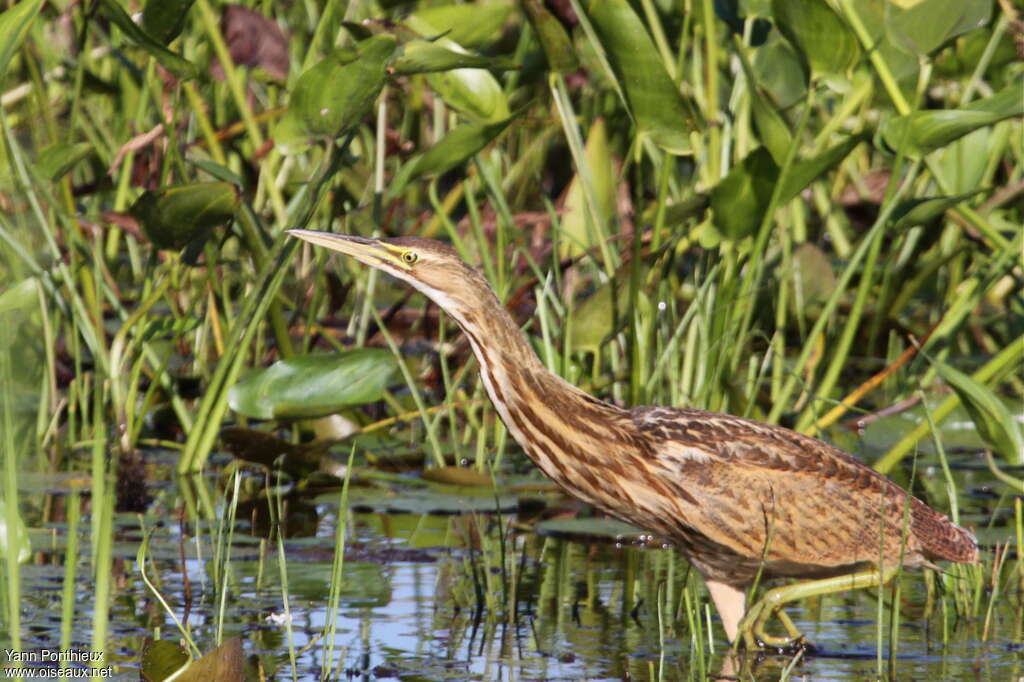 American Bitternjuvenile, habitat, walking