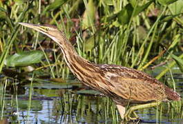 American Bittern