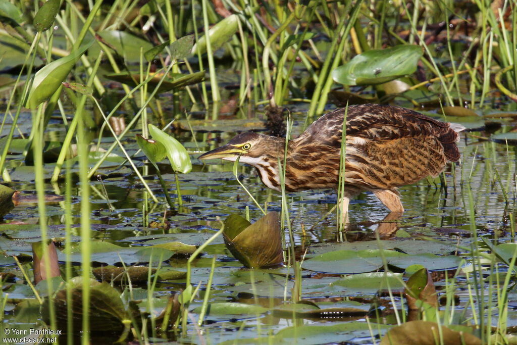 Butor d'Amériqueimmature