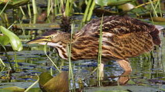 American Bittern