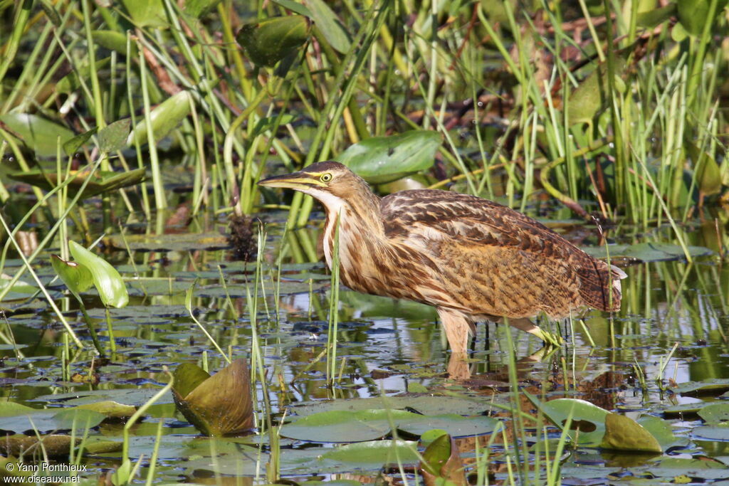 Butor d'Amériqueimmature