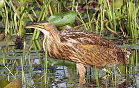 American Bittern