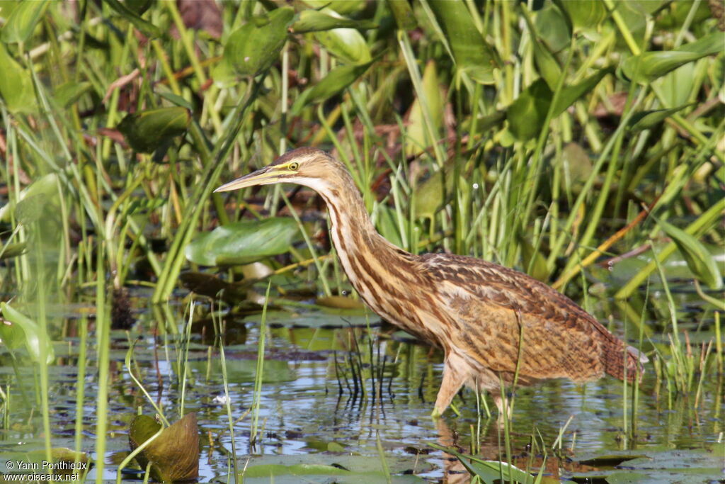 Butor d'Amériqueimmature