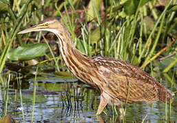 American Bittern