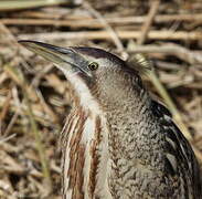 Eurasian Bittern